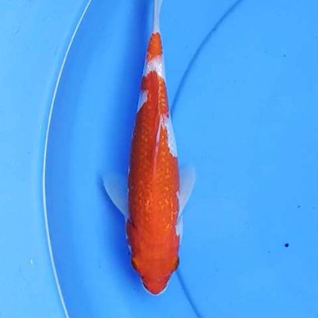 Kohaku Ginrin 24 cm