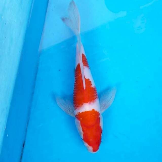 KUMPAY KOHAKU 32 CM