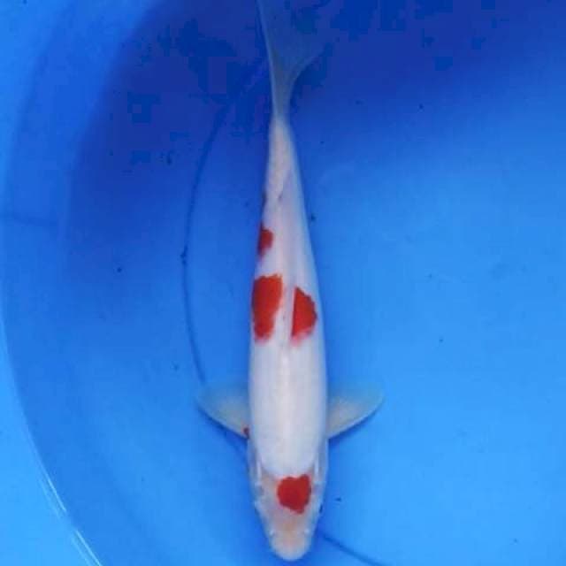 Tancho kohaku 31 cm