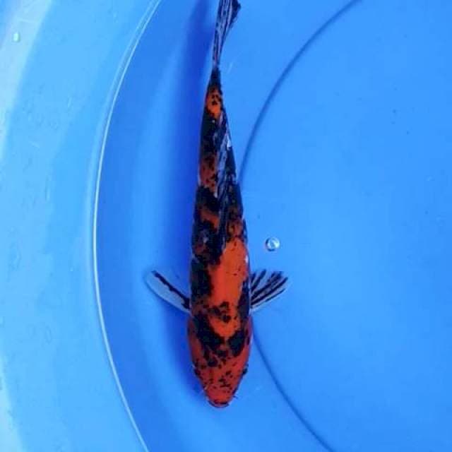 Showa 26 cm
