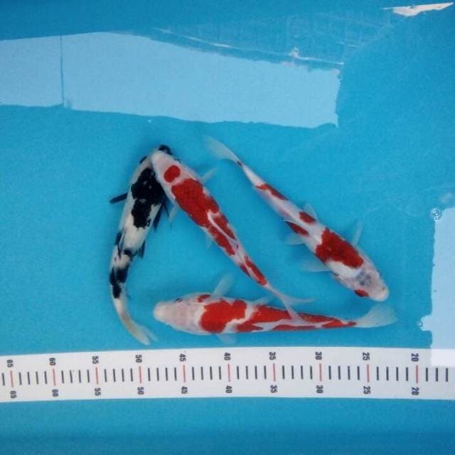 Kohaku. Siro mix