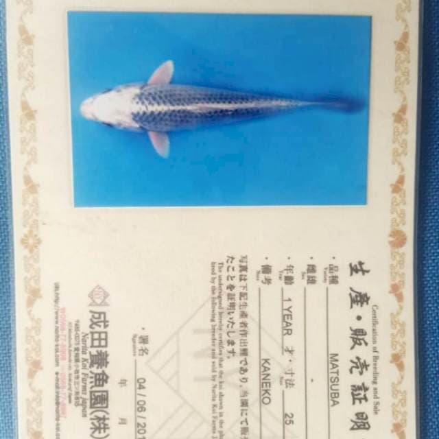 Gin Matsuba Kaneko