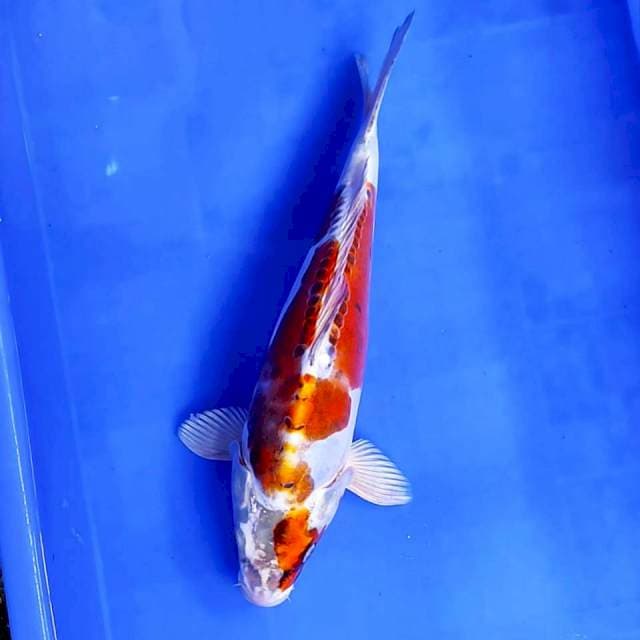 Beni Kikokuryu # 36cm