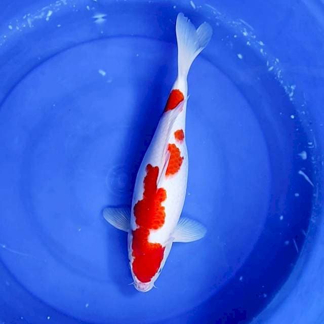 KOHAKU # 36CM