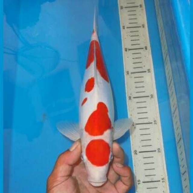 KOHAKU BERSIH