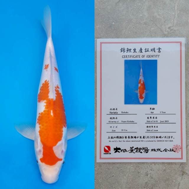Dainichi kohaku 35cm serty