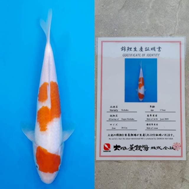 Dainichi kohaku 30cm serty