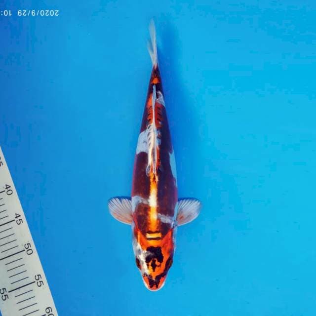 TORA 2 - KIKOKURYU ®
