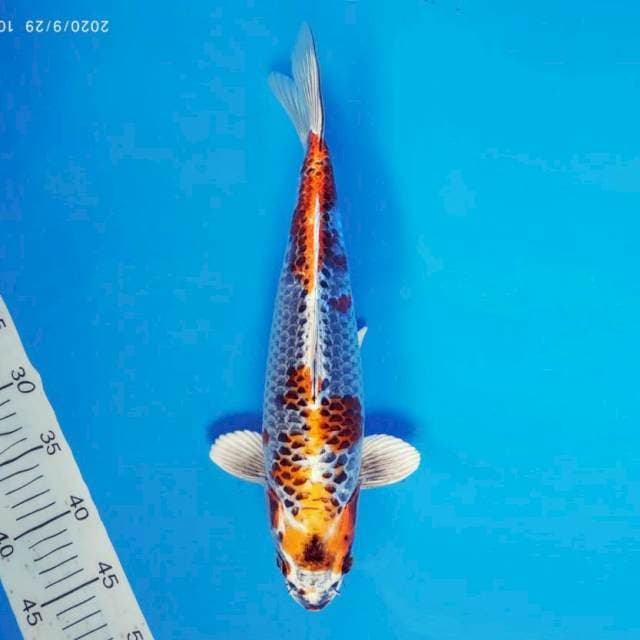 TORA 7 - BENI GINGA ®