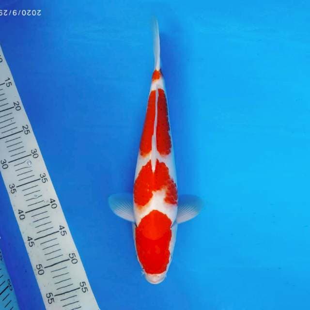 TORA 12 - KOHAKU ®