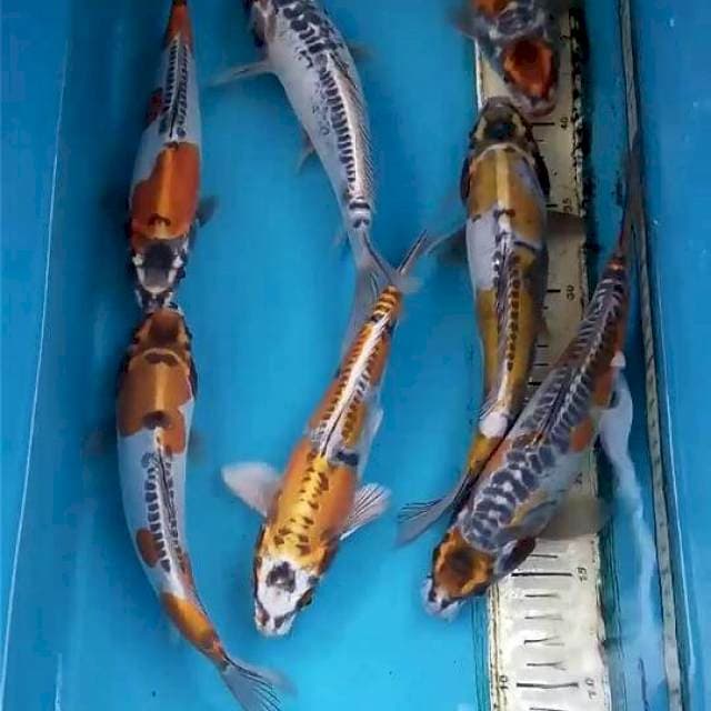 Paket 7 Ekor 23-25cm