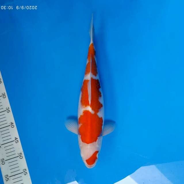 TORA 16 - KOHAKU ®