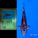 Shusui yamaju 32cm