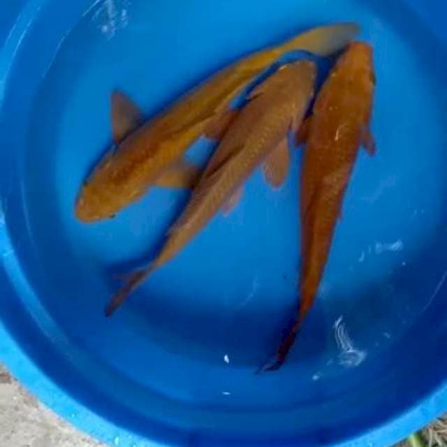 Chagoi tembaga 3 ekor