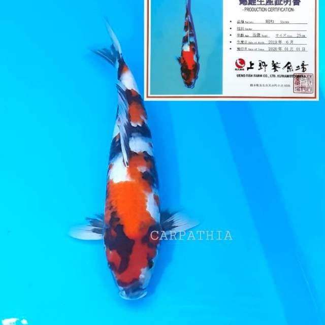 Showa 39 cm