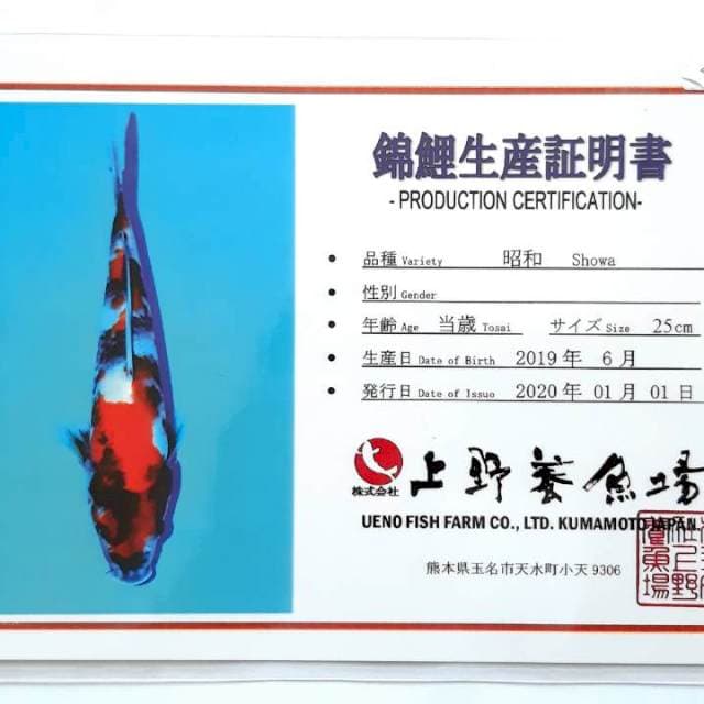 Showa 39 cm