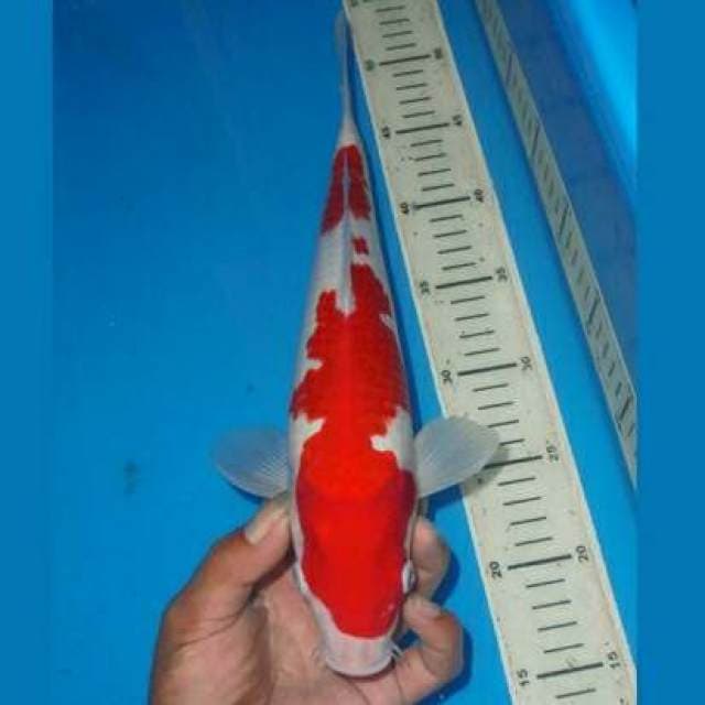 KOHAKU HIGH QUALITY