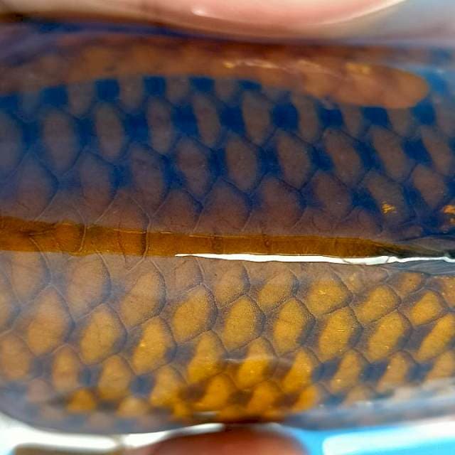 Chagoi Tembaga