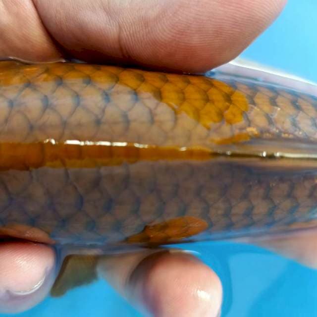 Chagoi Tembaga