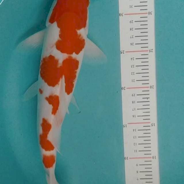 Kohaku 32 cm