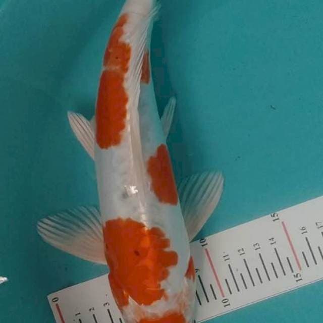 Kikusui 30cm