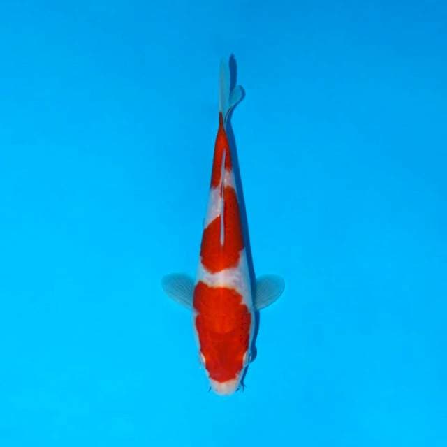 Kohaku 
