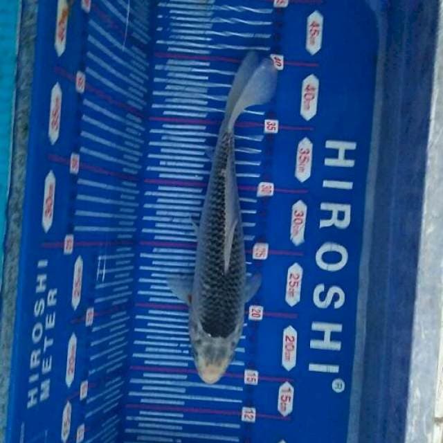 Asagi 25cm