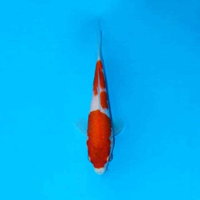 Kohaku f1