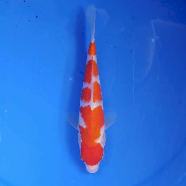 kohaku joss