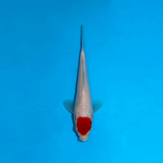 Tancho kohaku