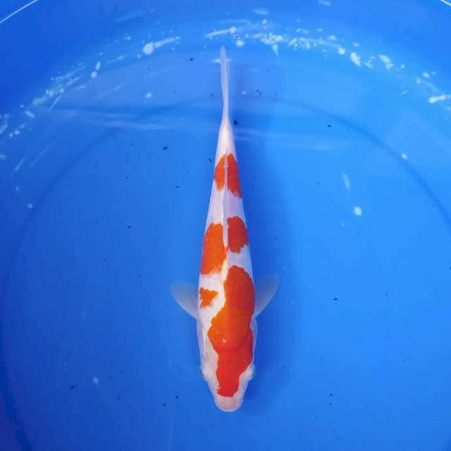 kohaku 2