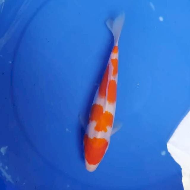 kohaku 3