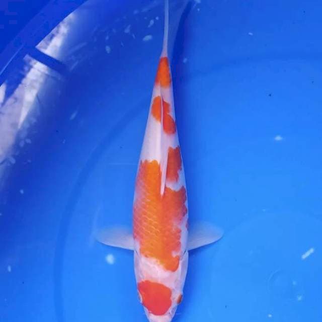 maruten kohaku 6