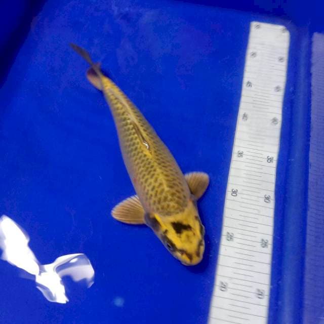 Kin Mukasi 30cm M