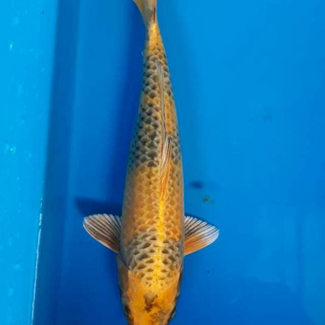Kin Utsuri 28cm