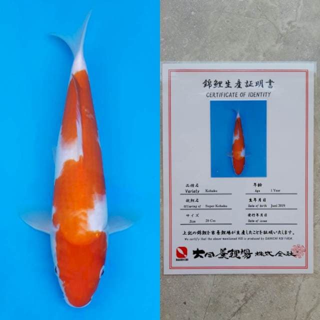 Dainichi 28cm serty