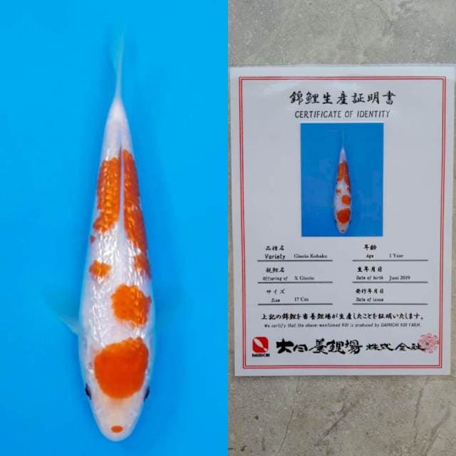 Dainichi ginrin kohaku 17cm serty