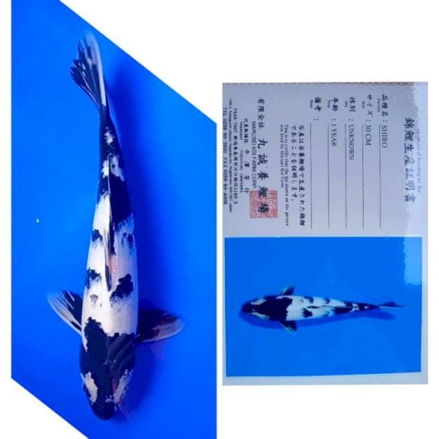 Shiro Import Serti Marusei