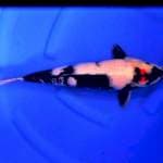 Tancho Male 42cm