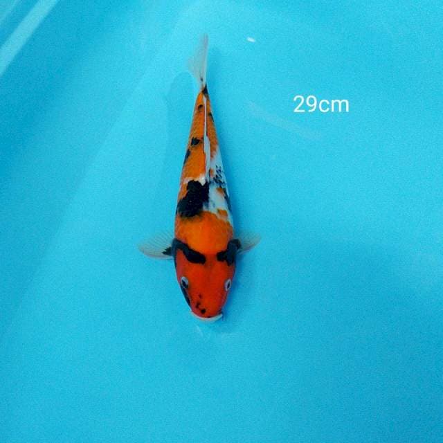 showa 29cm