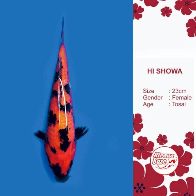HI SHOWA // 23*