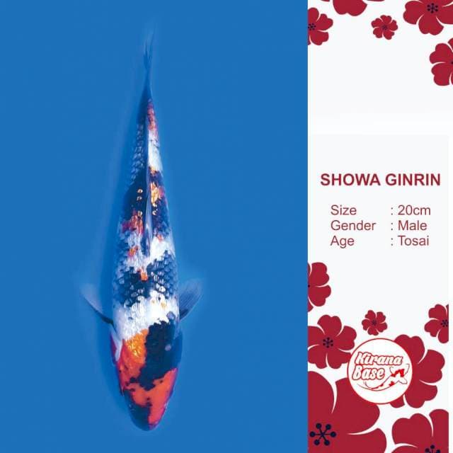 SHOWA GINRIN // 20*