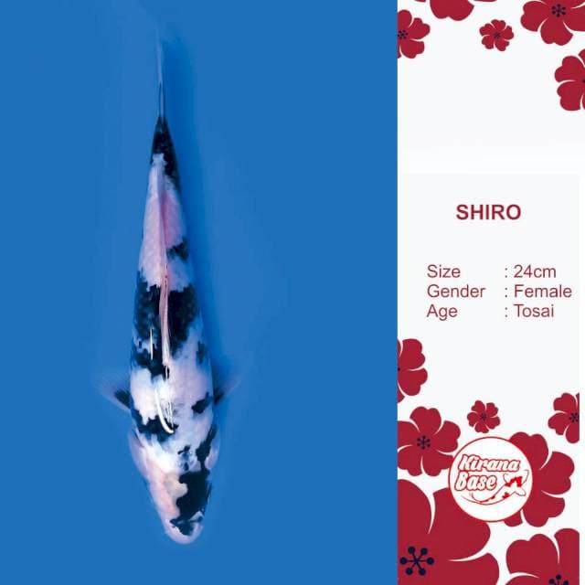 SHIRO // 24*