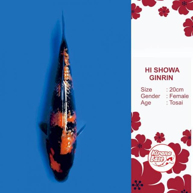 HI SHOWA GINRIN // 20*