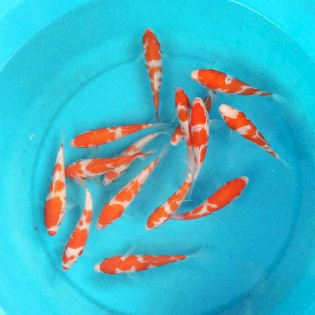 Paket kohaku 10-15 cm 15 ekor