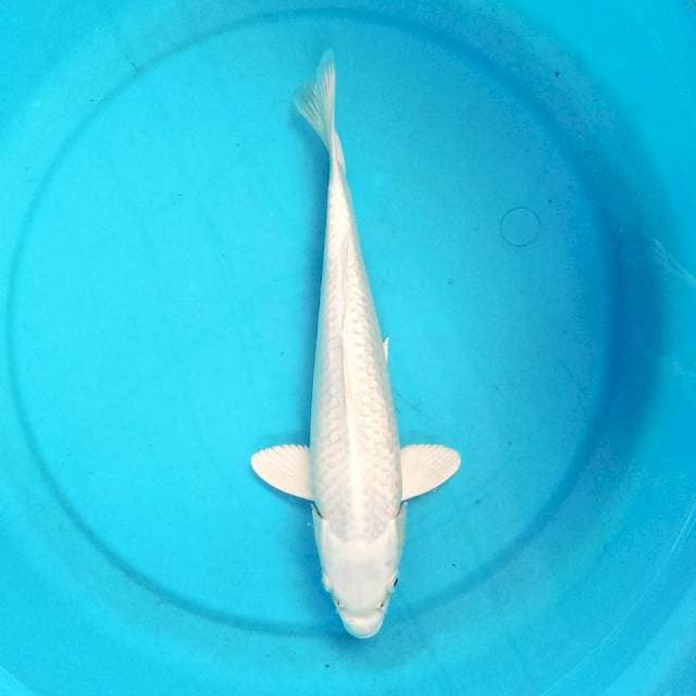 Platinum 31cm
