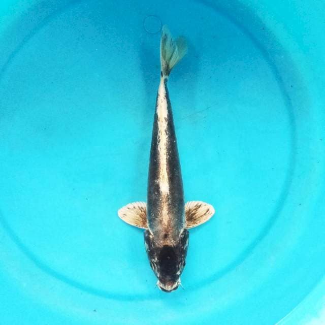 Kawarimono 28cm