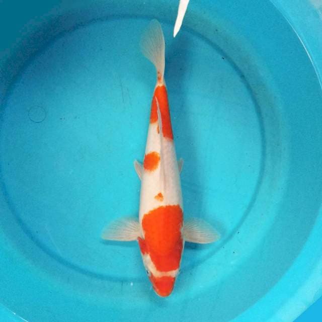 Kohaku 34cm