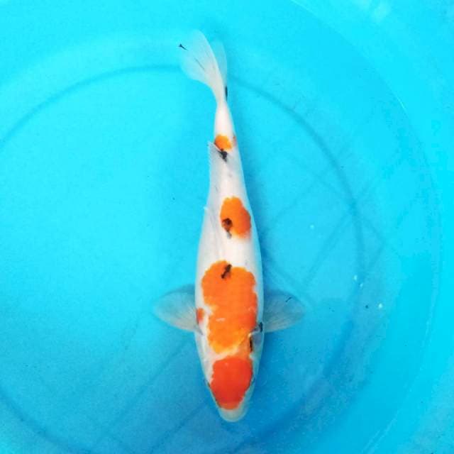 Sanke 36cm