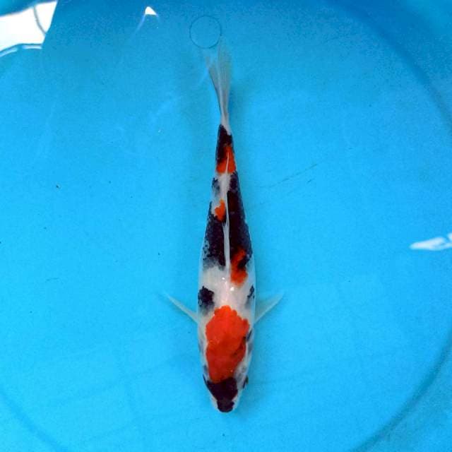 Showa 24cm